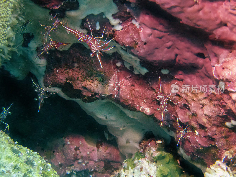 骆驼虾(Rhynchocinetes durbanensis)藏在菲律宾马拉帕斯夸岛珊瑚礁的一块岩石里